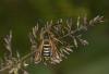 Bembecia sp.